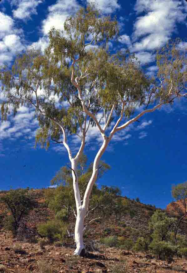 Ghostgum